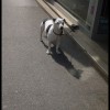 imagebam.com